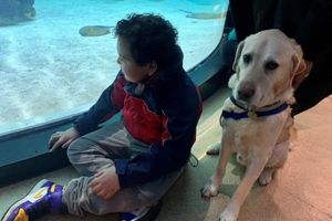 support dog with child