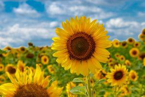 sunflower